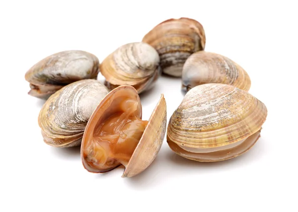 Lots of scallop sea shells — Stock Photo, Image