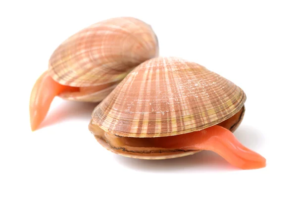 Lots of scallop sea shells — Stock Photo, Image