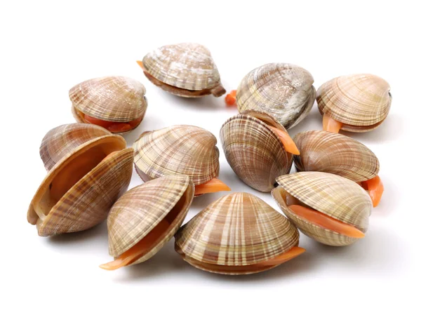 Clams on white background — Stock Photo, Image