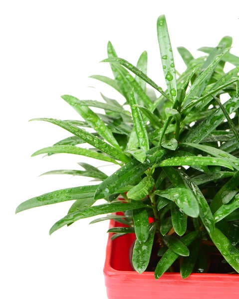 Home plant in pot on — Stock Photo, Image