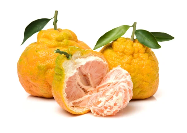 Hässliche Mandarine auf einer weißen — Stockfoto