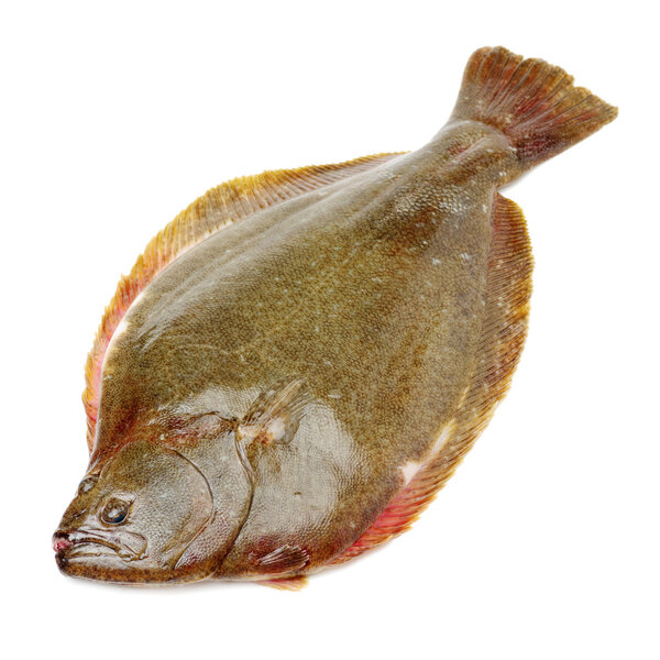 Psetta maxima (Turbot Fish) isolated 