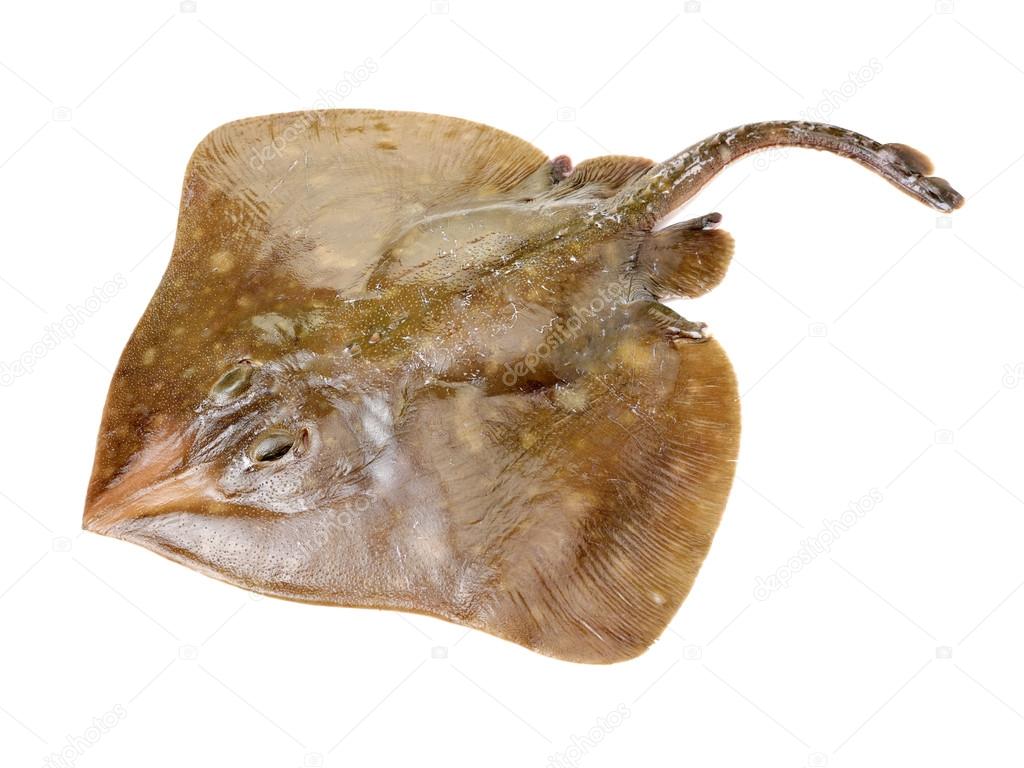 Fresh ray fish isolated on white background