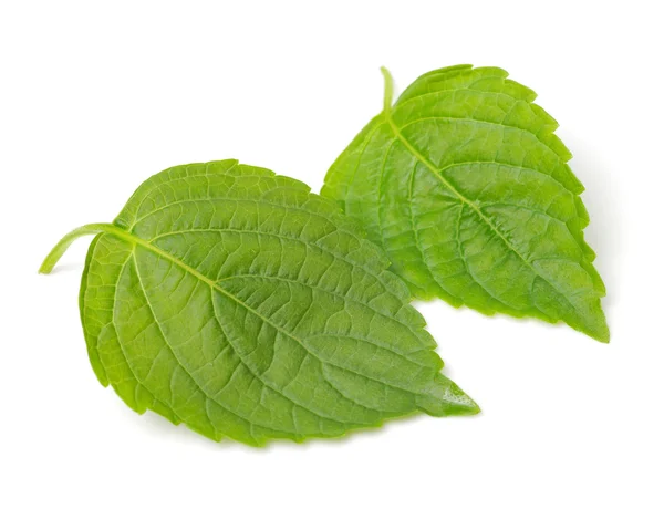 The Green Perilla leaves, also — Stock Photo, Image