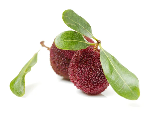 Arbutus fehér háttér — Stock Fotó