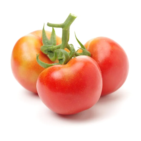Tomatoes on white background with — Stock Photo, Image