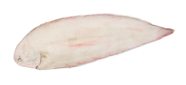 Sole fish on white background — Stock Photo, Image