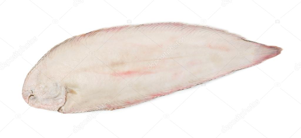 Sole fish on white background