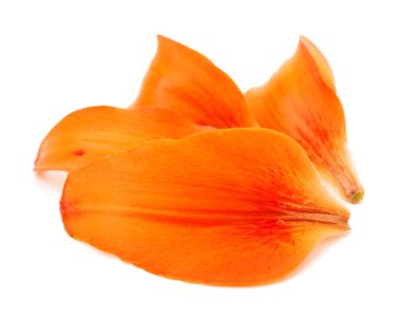 koleksiyon kırmızı zambak yaprakları beyaz arka plan üzerinde