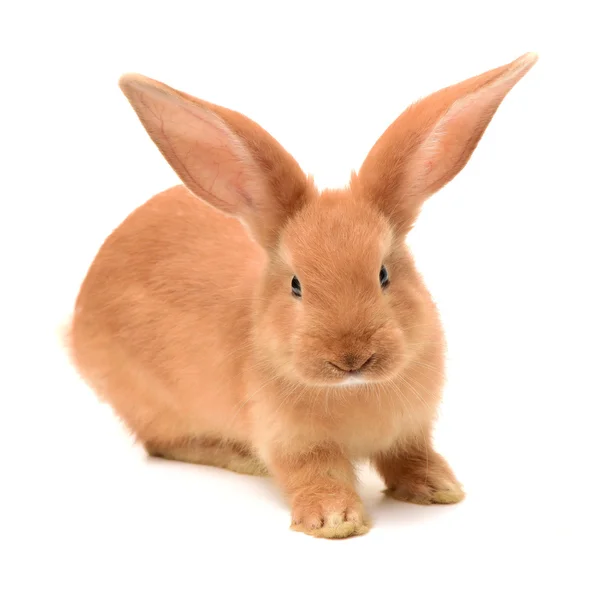 Bebek üzerinde turuncu tavşan — Stok fotoğraf