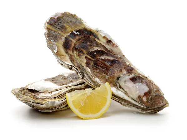 Fresh oyster on white background — Stock Photo, Image