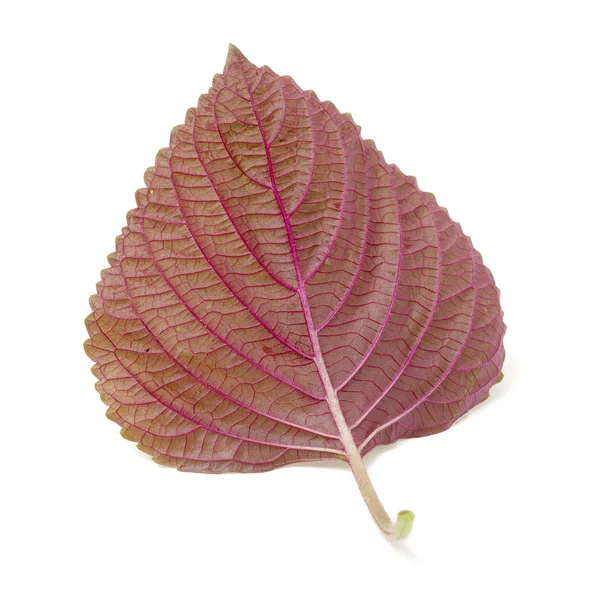 Perilla (Shiso) Leaf op witte — Stockfoto