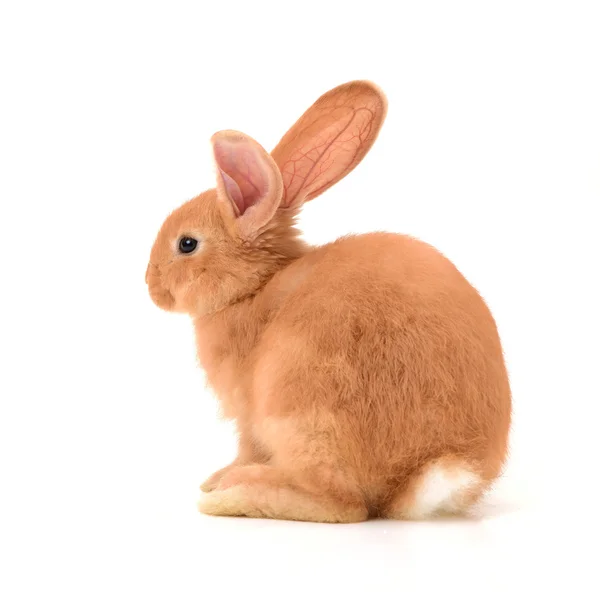 Baby von orangefarbenem Kaninchen auf — Stockfoto