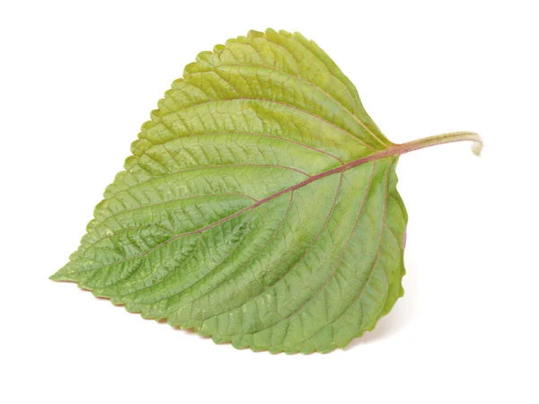 Perilla (Shiso) Folha sobre branco — Fotografia de Stock