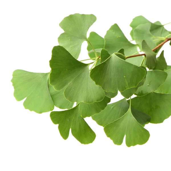 Ginkgo biloba foglie fresche su sfondo bianco — Foto Stock