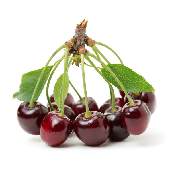 Cherry isolato su sfondo bianco — Foto Stock