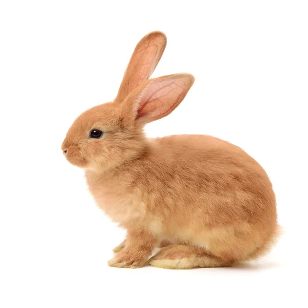 Baby von orangefarbenem Kaninchen auf — Stockfoto