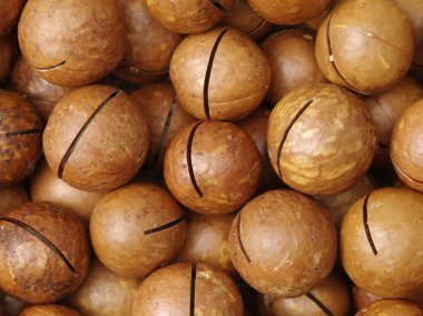 Macadamia fındık textue  