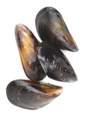 Beyaz arkaplanda taze midye