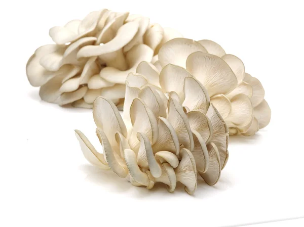 Fungo ostrica su sfondo bianco — Foto Stock