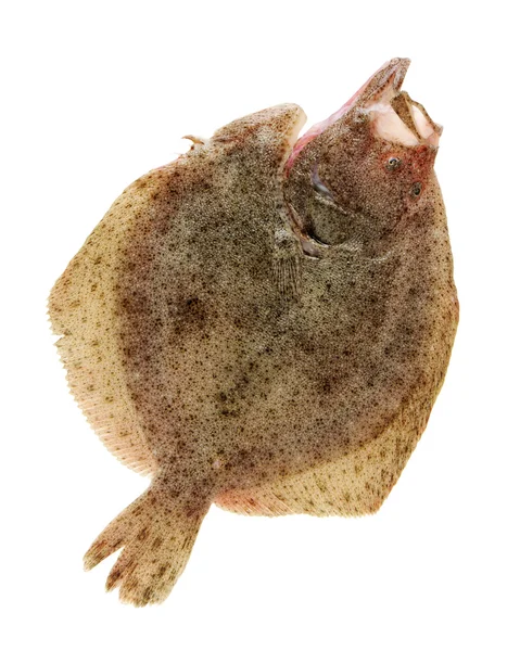Psetta maxima (pesce rombo) su — Foto Stock