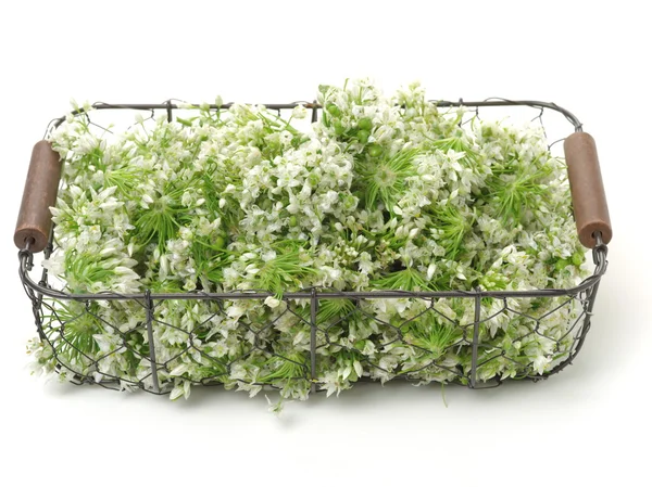 Kinesisk gräslök blomma på vit bakgrund — Stockfoto