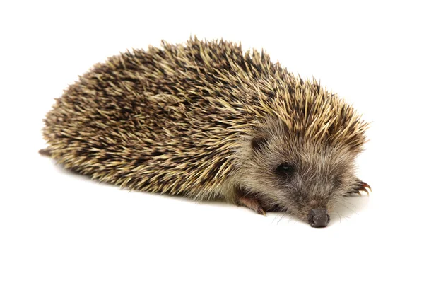 Igel isolieren auf weißem Hintergrund — Stockfoto