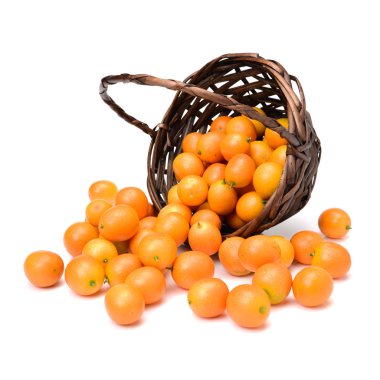 Kamkat beyaz zemin üzerine