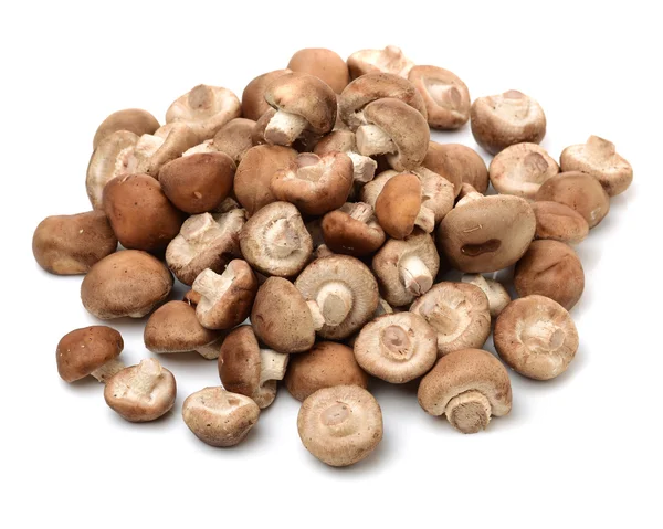 Fungo Shiitake sullo sfondo bianco — Foto Stock