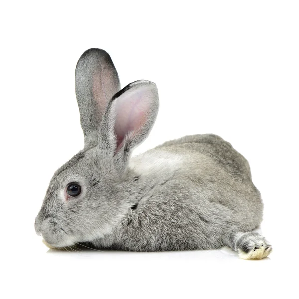 Szary królik na białym — Zdjęcie stockowe