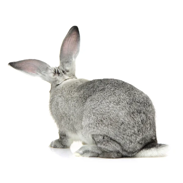 Grey rabbit on a white — Stock Photo, Image