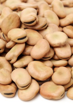 Fava fasulye, Vicia faba  