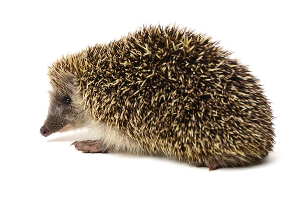 Igel isoliert auf weißem Hintergrund — Stockfoto