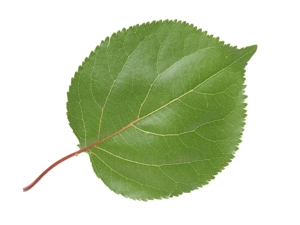 Pear leaves on branch isolated on white — Stock Photo, Image