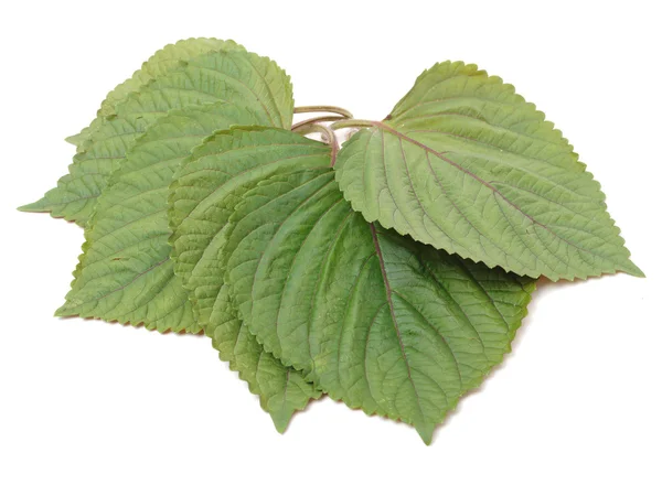 Leaf of basil isolated on white background — Stock Photo, Image