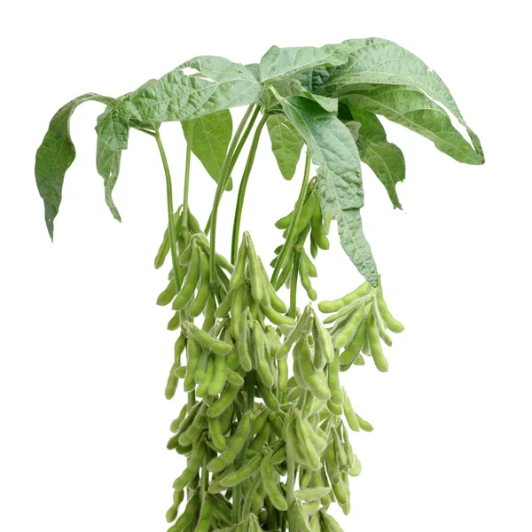 Planta de soja fresca cosechada (edamame) — Foto de Stock