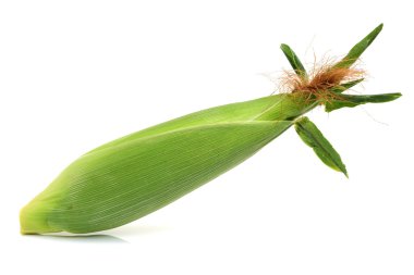 Beyaz arkaplanda mısır