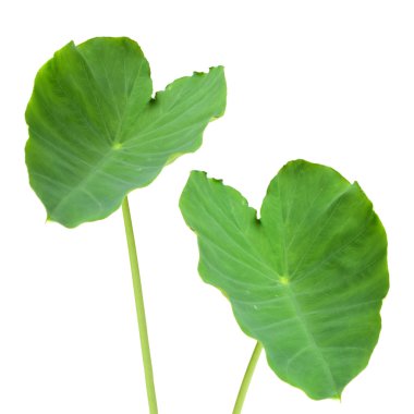 Fil kulakları Taro (colocasia esculenta) 