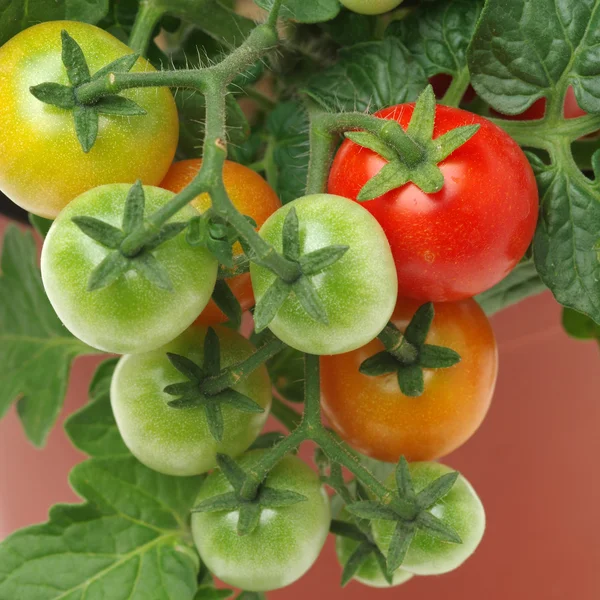 Taze kiraz domates bitki — Stok fotoğraf
