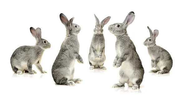 Bir beyaz gri tavşan — Stok fotoğraf