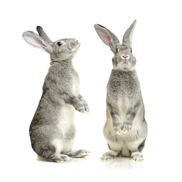 Grey rabbit  on white background — Stock Photo, Image