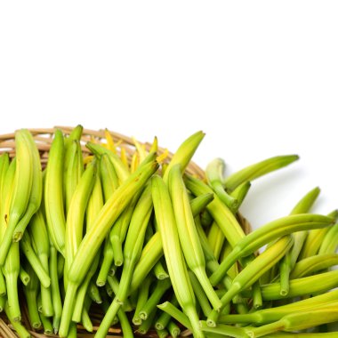 beyaz zemin üzerine daylily