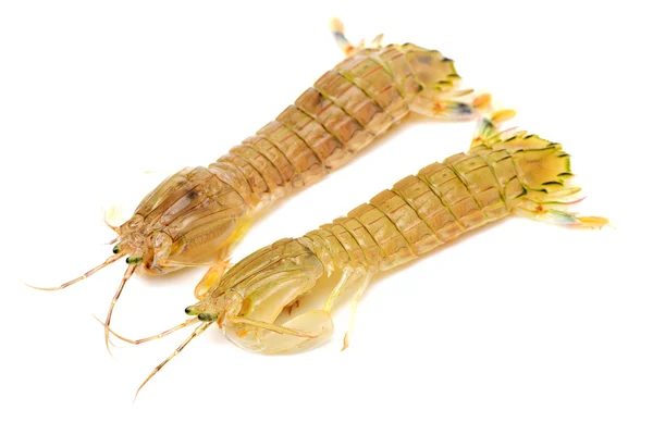 Dois camarões mantis frescos isolados — Fotografia de Stock