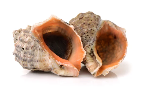 Levande conch på vit bakgrund — Stockfoto