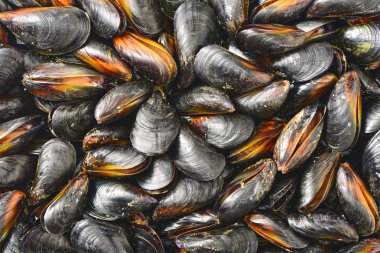 Midye yığını kapat