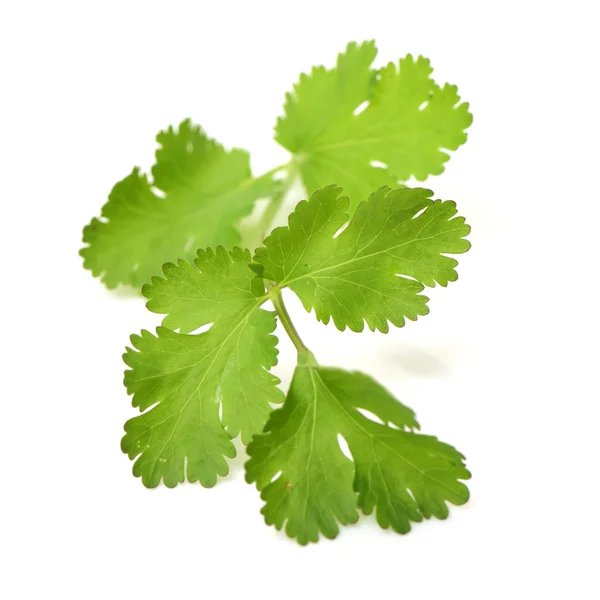 Fresh parsley leaf isolated on — Stock Photo, Image