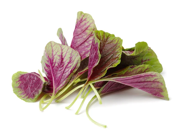 Amaranth on white background — Stock Photo, Image