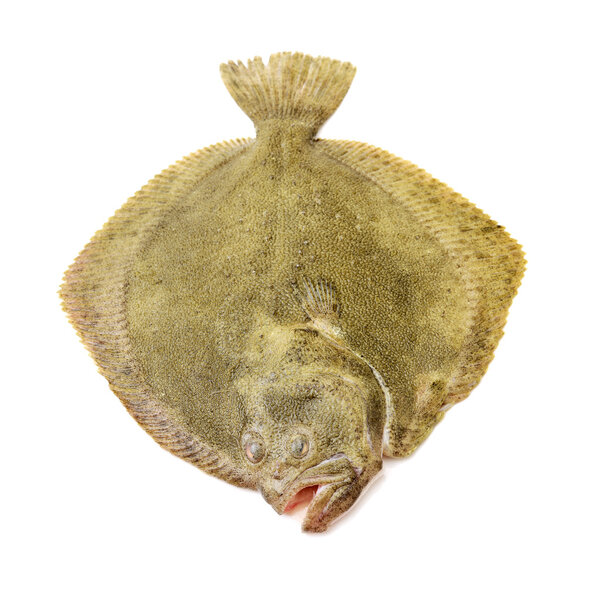 Psetta maxima (Turbot Fish) on 