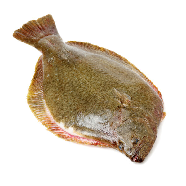 Psetta maxima (Turbot Fish) isolated 