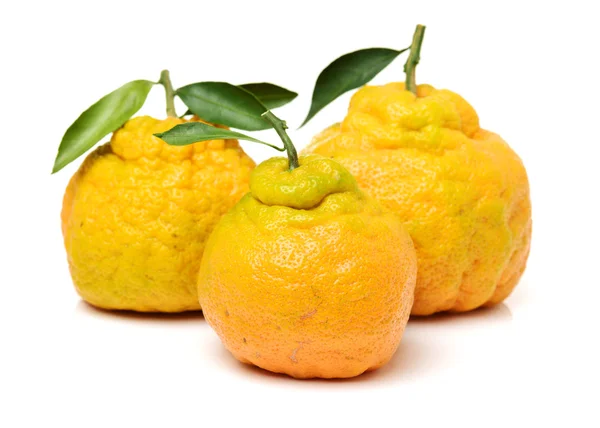 Mandarina fea en un blanco — Foto de Stock